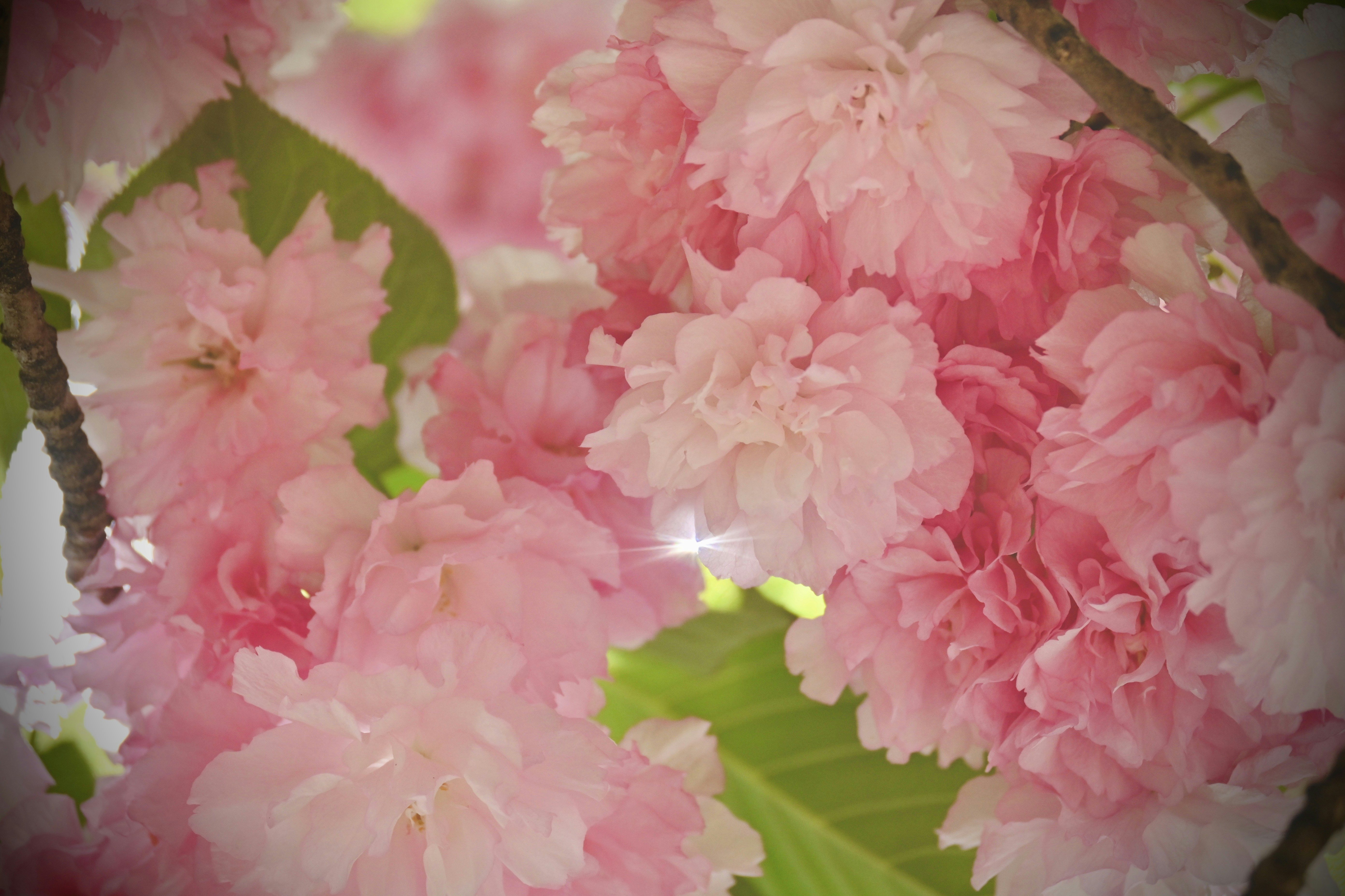 Photo by vijetha_surakanti