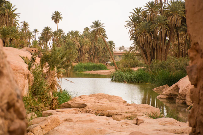 a body of water surrounded by palm trees