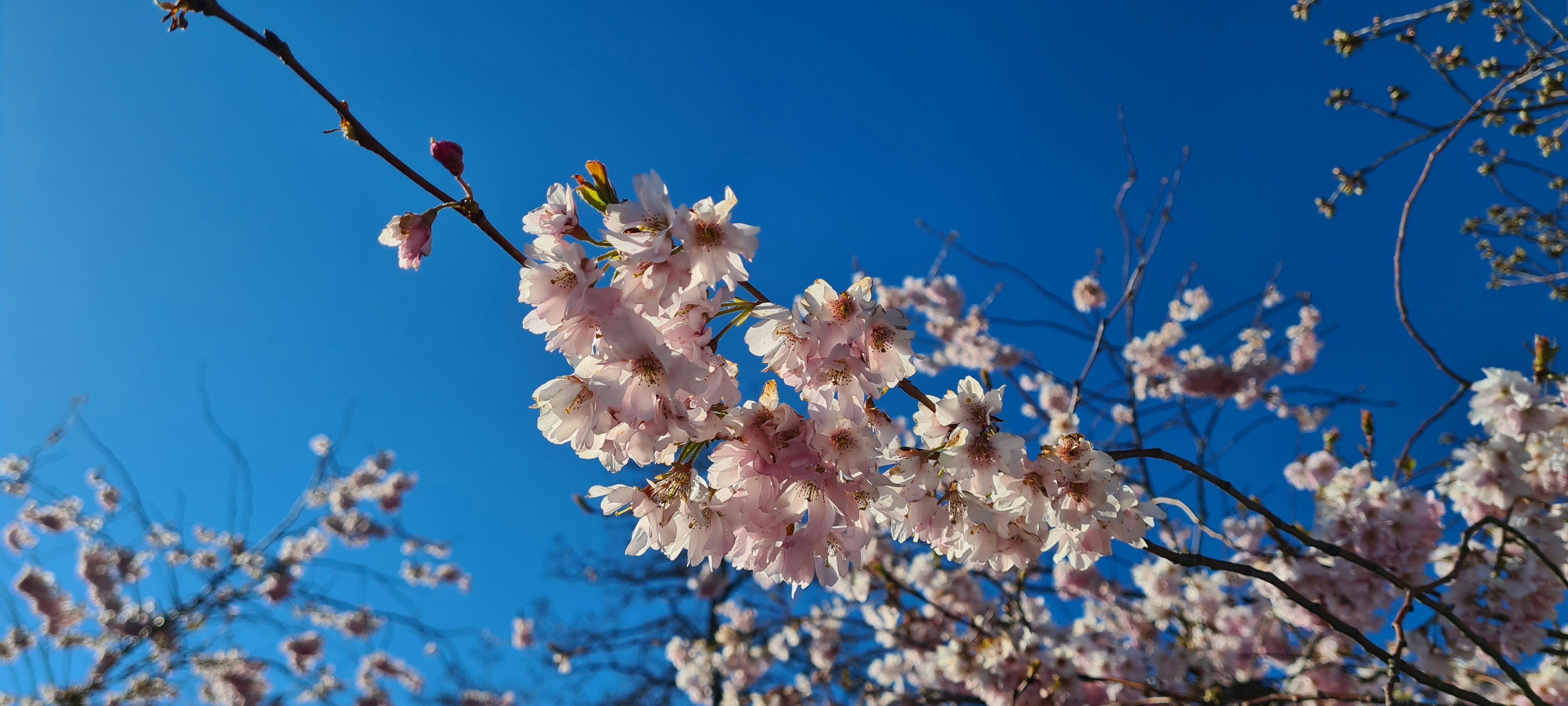 Photo by howyblackbelt