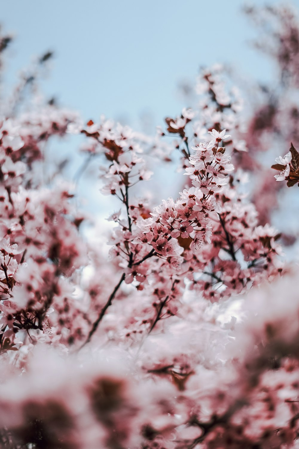 a close up of a tree with pink flowers