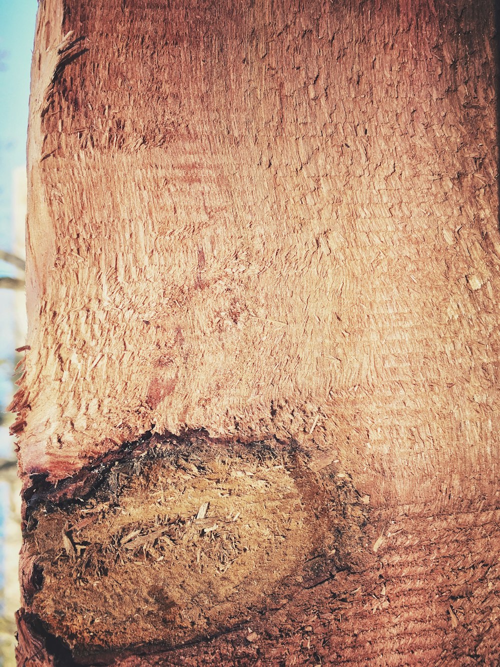 a close up of the bark of a tree