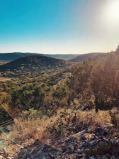 Vibrant Andean landscape with native plants thriving under clear skies.