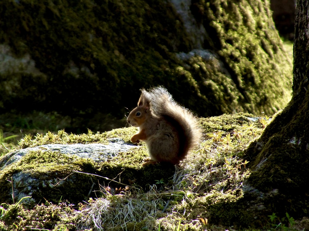 a squirrel sitting on top of a moss covered field