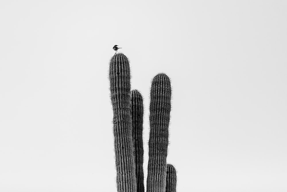 a bird sitting on top of a tall cactus