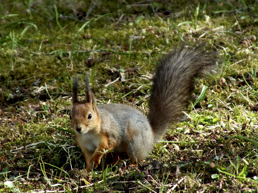 Ein Eichhörnchen, das auf einem üppigen grünen Feld steht
