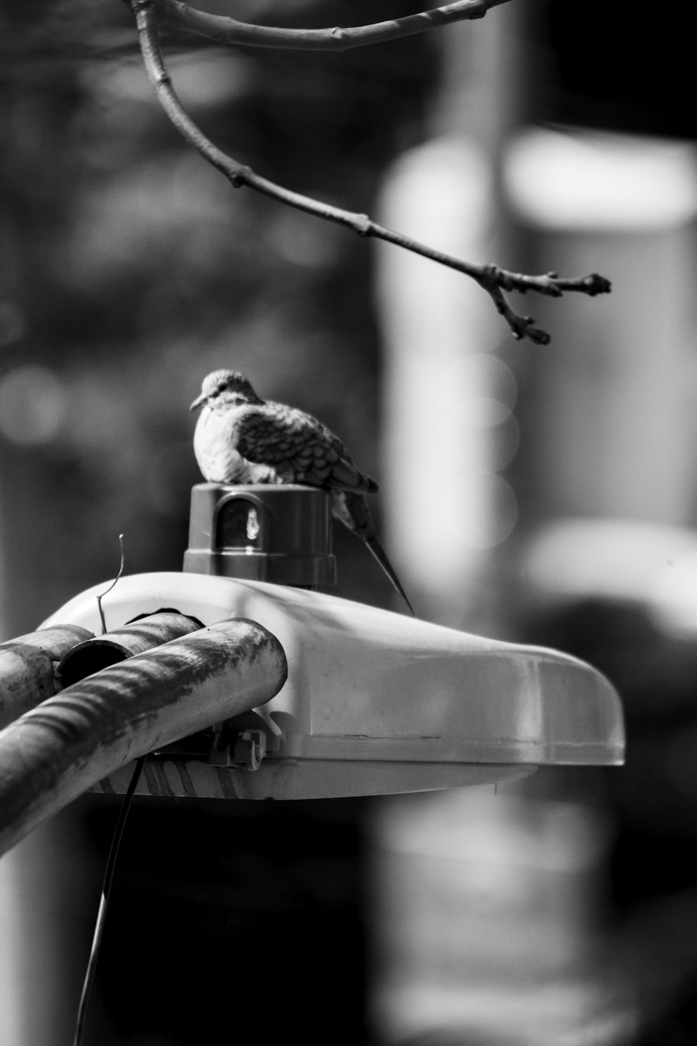 a black and white photo of a bird perched on a roof