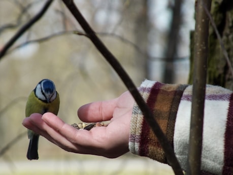a person holding a bird in their hand