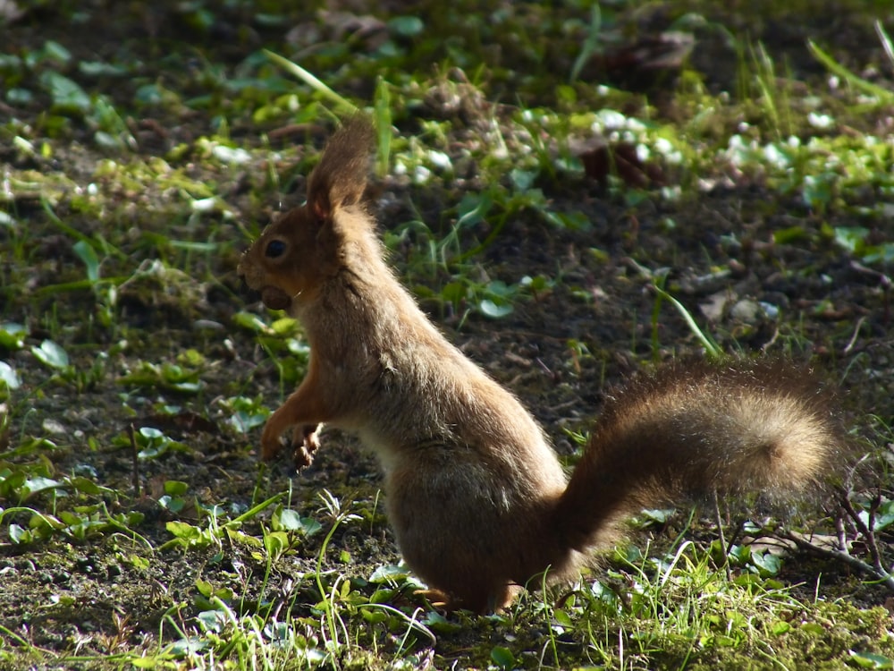 a squirrel standing on its hind legs in the grass