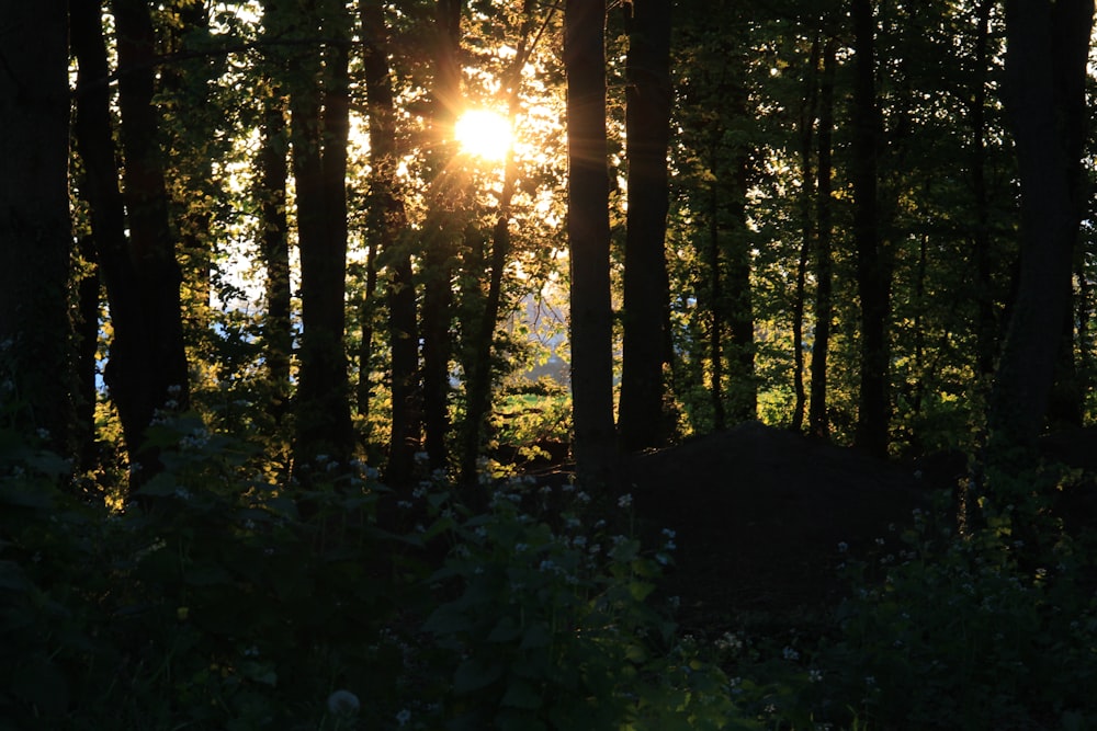 the sun is shining through the trees in the forest