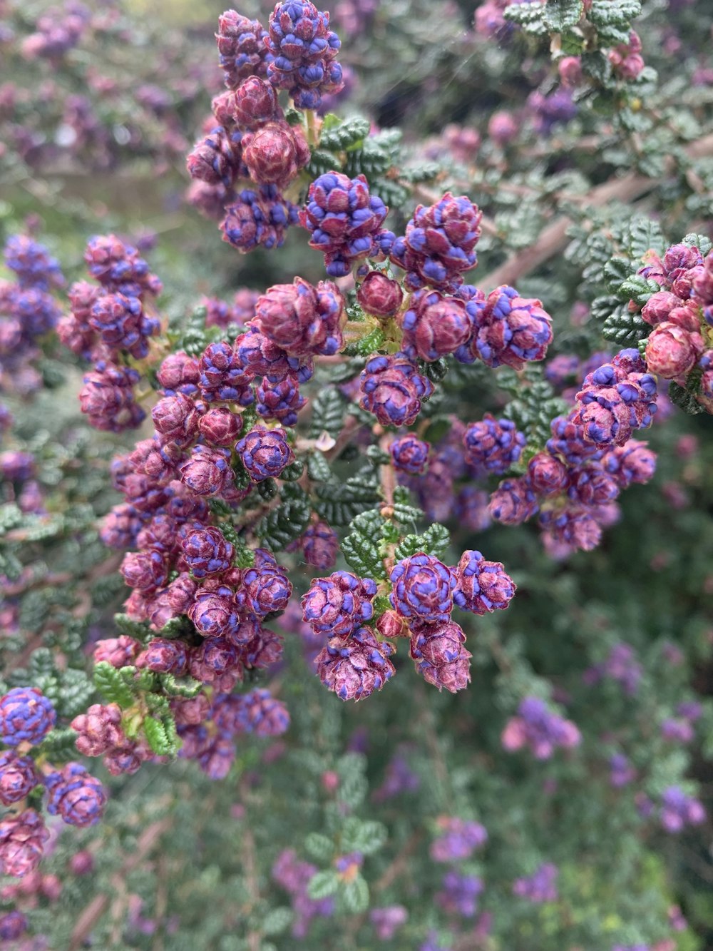 a bunch of purple flowers that are on a bush