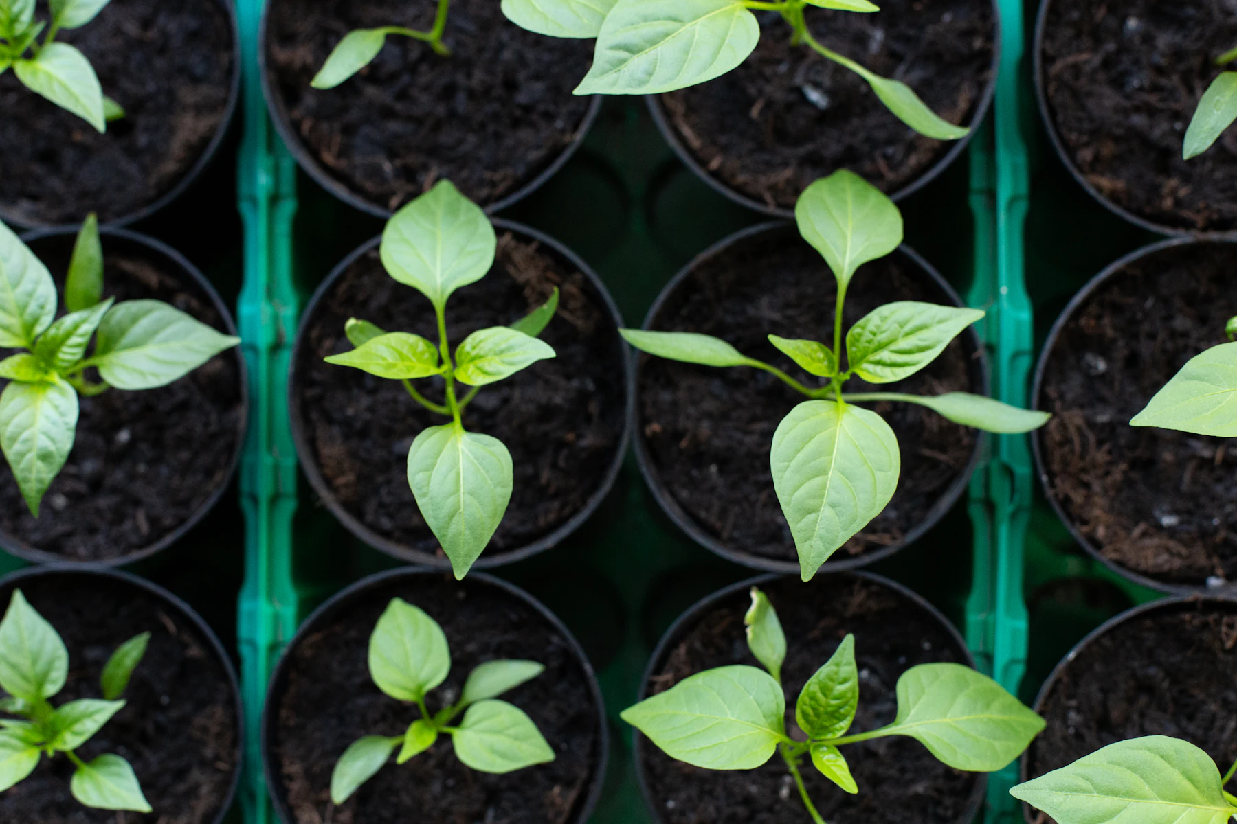Pepper seedlings in round pots of dark mix, seen from above in a green carrying tray