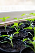 Several small green seedlings are emerging from black pots filled with soil, positioned on a windowsill with a soft, natural light illuminating them.
