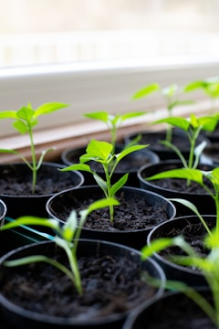 Several small green seedlings are emerging from black pots filled with soil, positioned on a windowsill with a soft, natural light illuminating them.