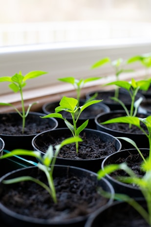Bright green cannabis seedlings sprouting in small pots under natural sunlight.