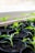 Several small green seedlings are emerging from black pots filled with soil, positioned on a windowsill with a soft, natural light illuminating them.