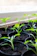 Close-up of vibrant green seedlings sprouting in small pots on a sunny balcony.