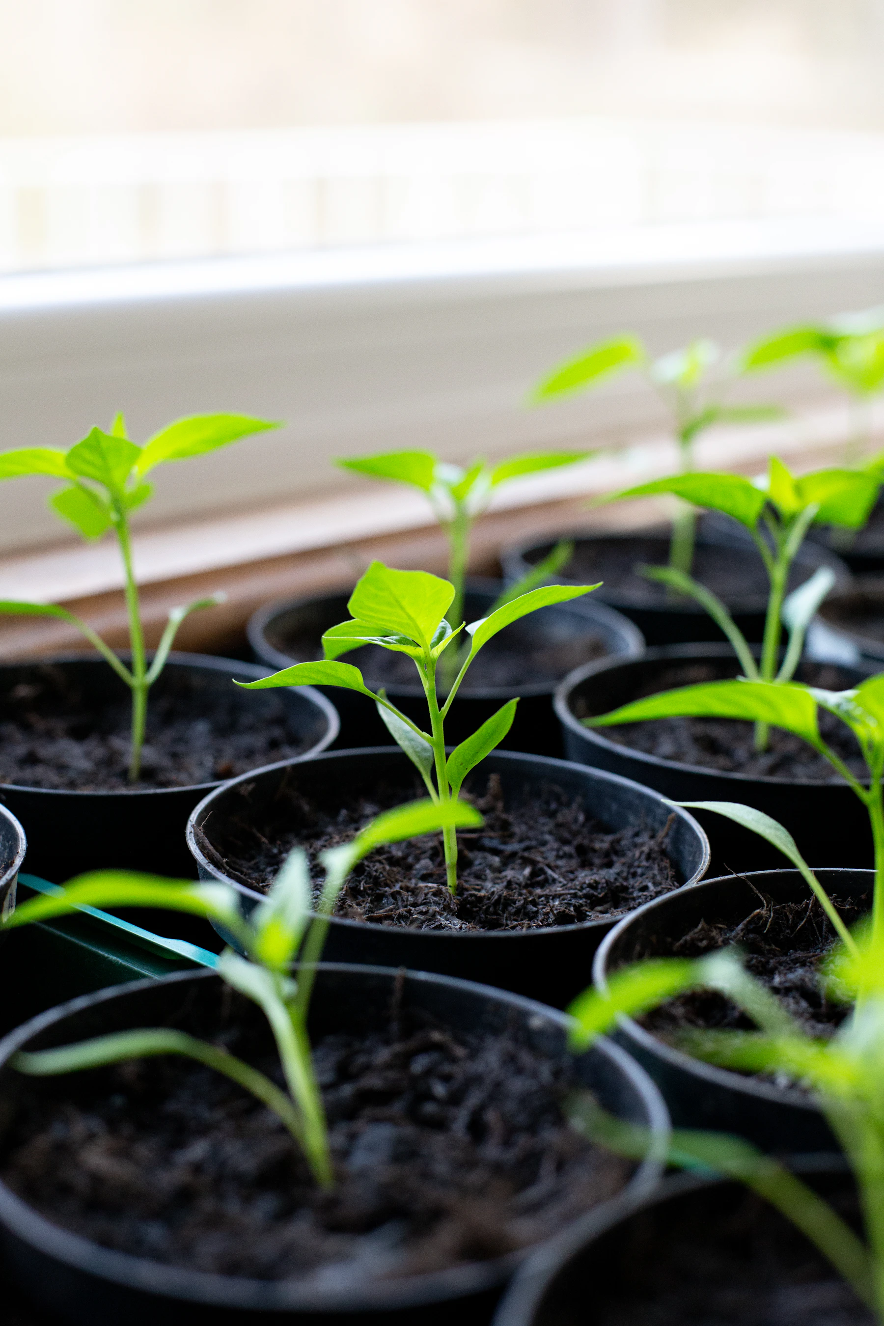 Young pepper seedlings with pointed leaves growing in round black pots on a bright windowsill