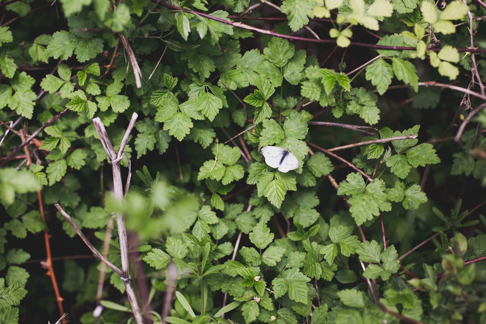 a white butterfly sitting on top of a green plant