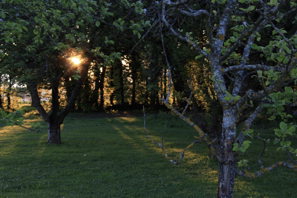 the sun is shining through the trees in the field