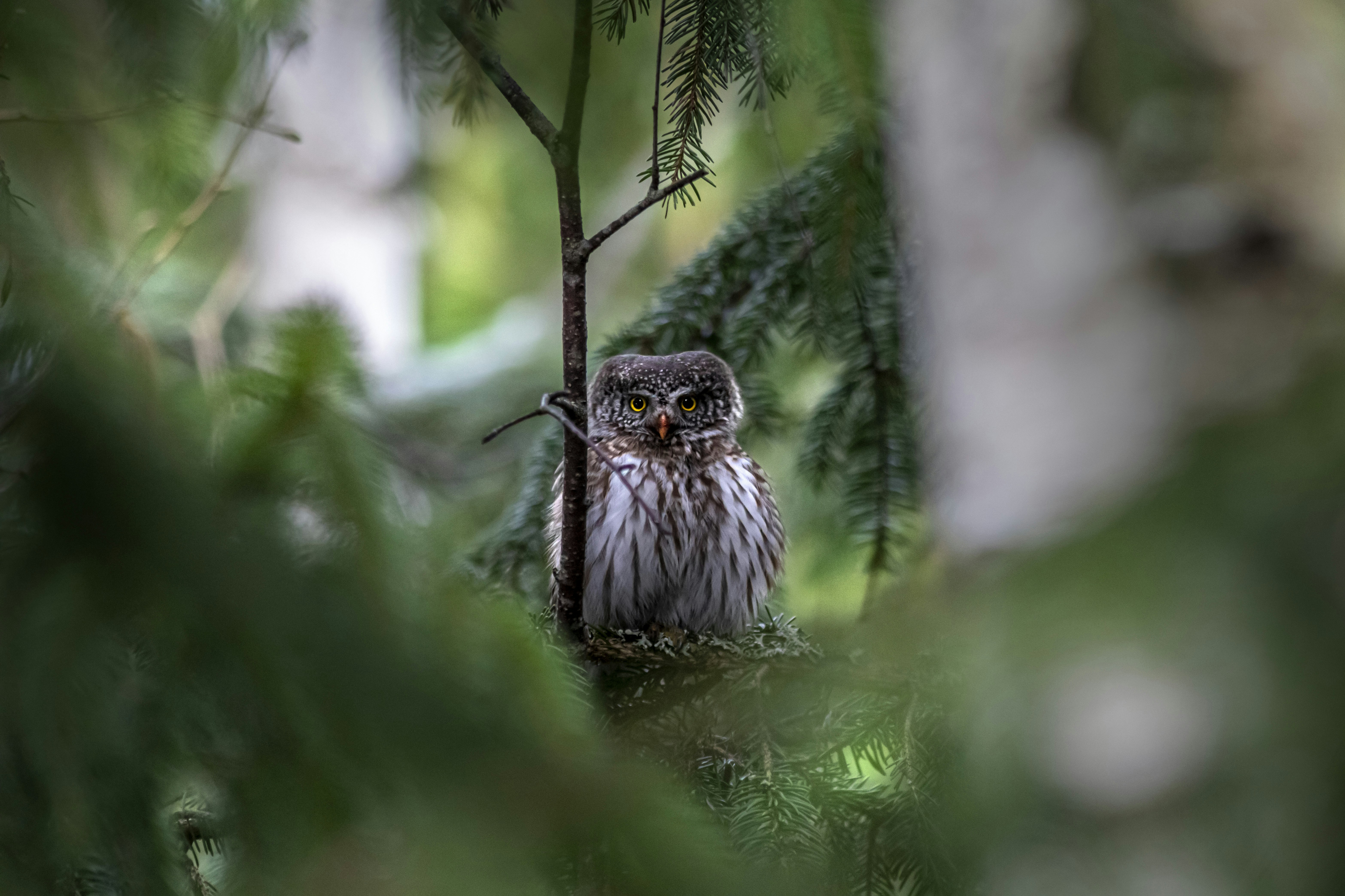 Photo by erik_karits