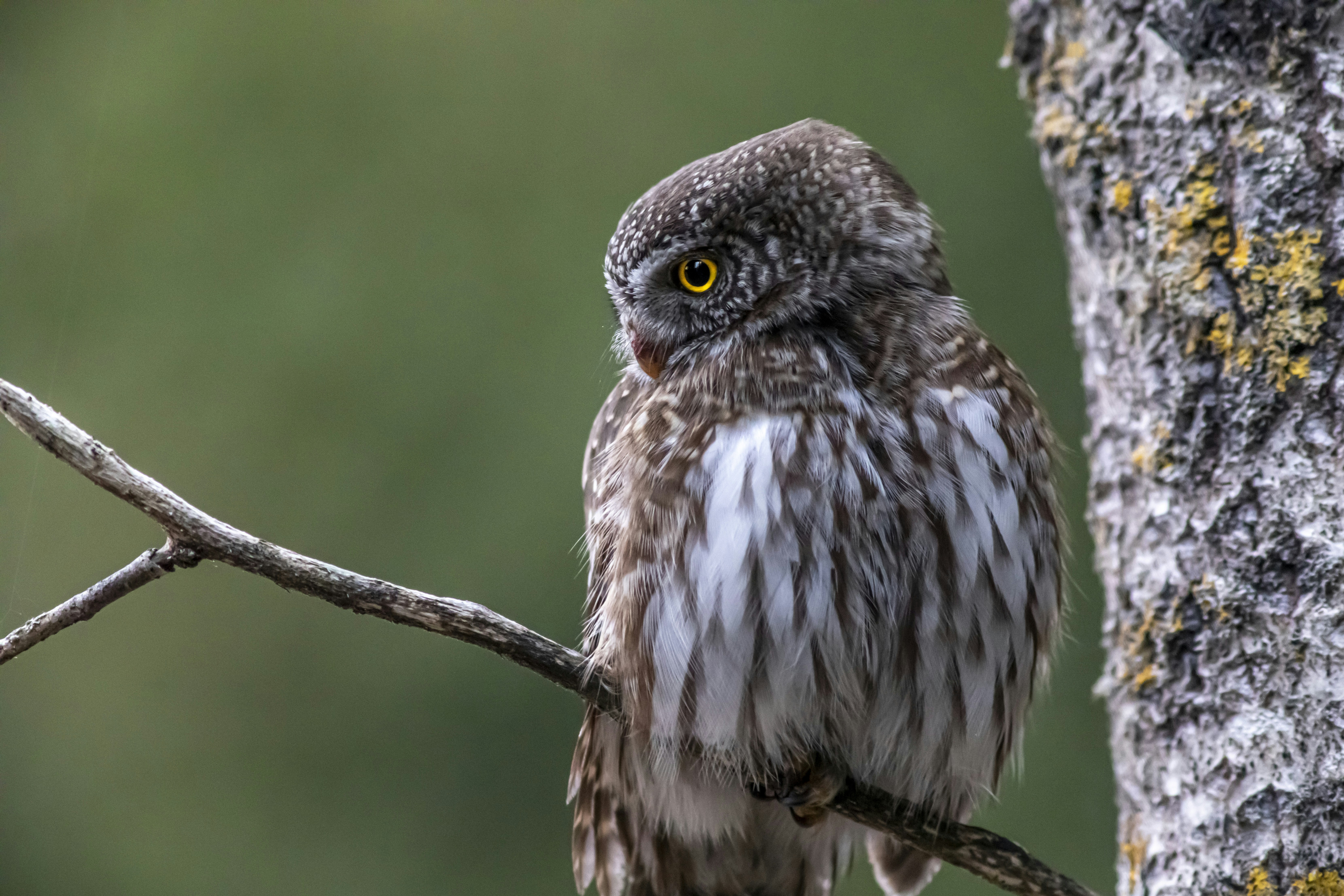 Photo by erik_karits