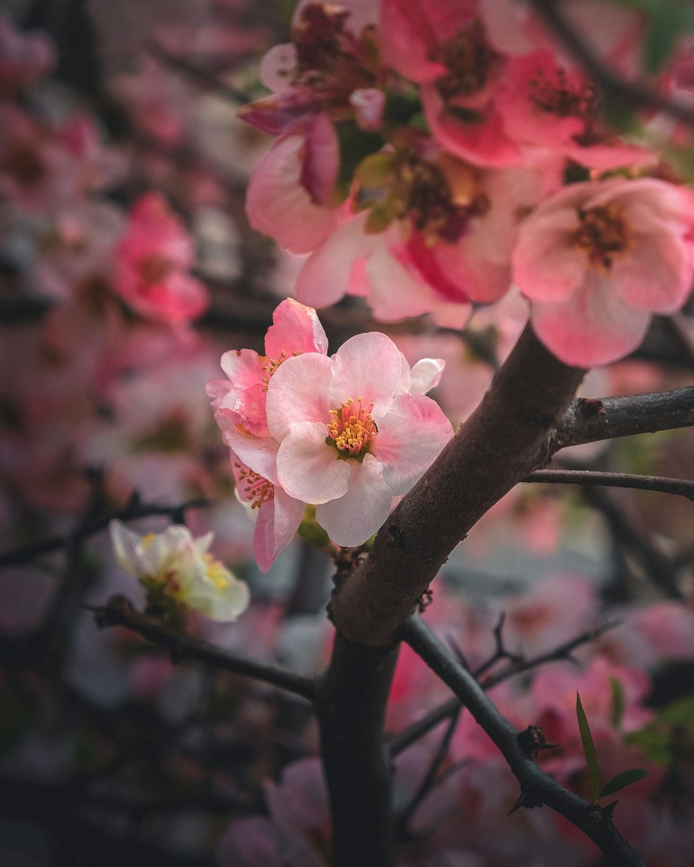 a close up of a tree with pink flowers