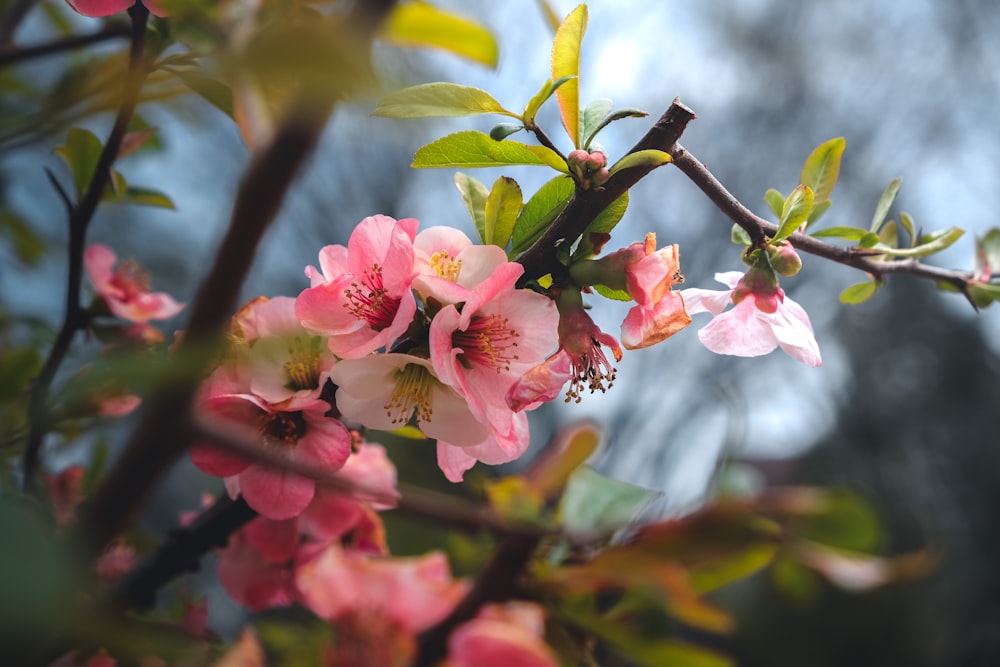 a close up of a tree with pink flowers