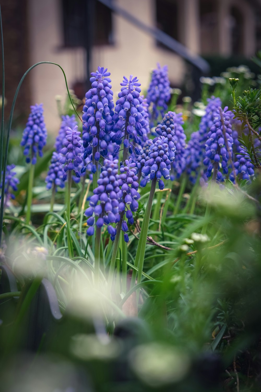 a bunch of blue flowers that are in the grass