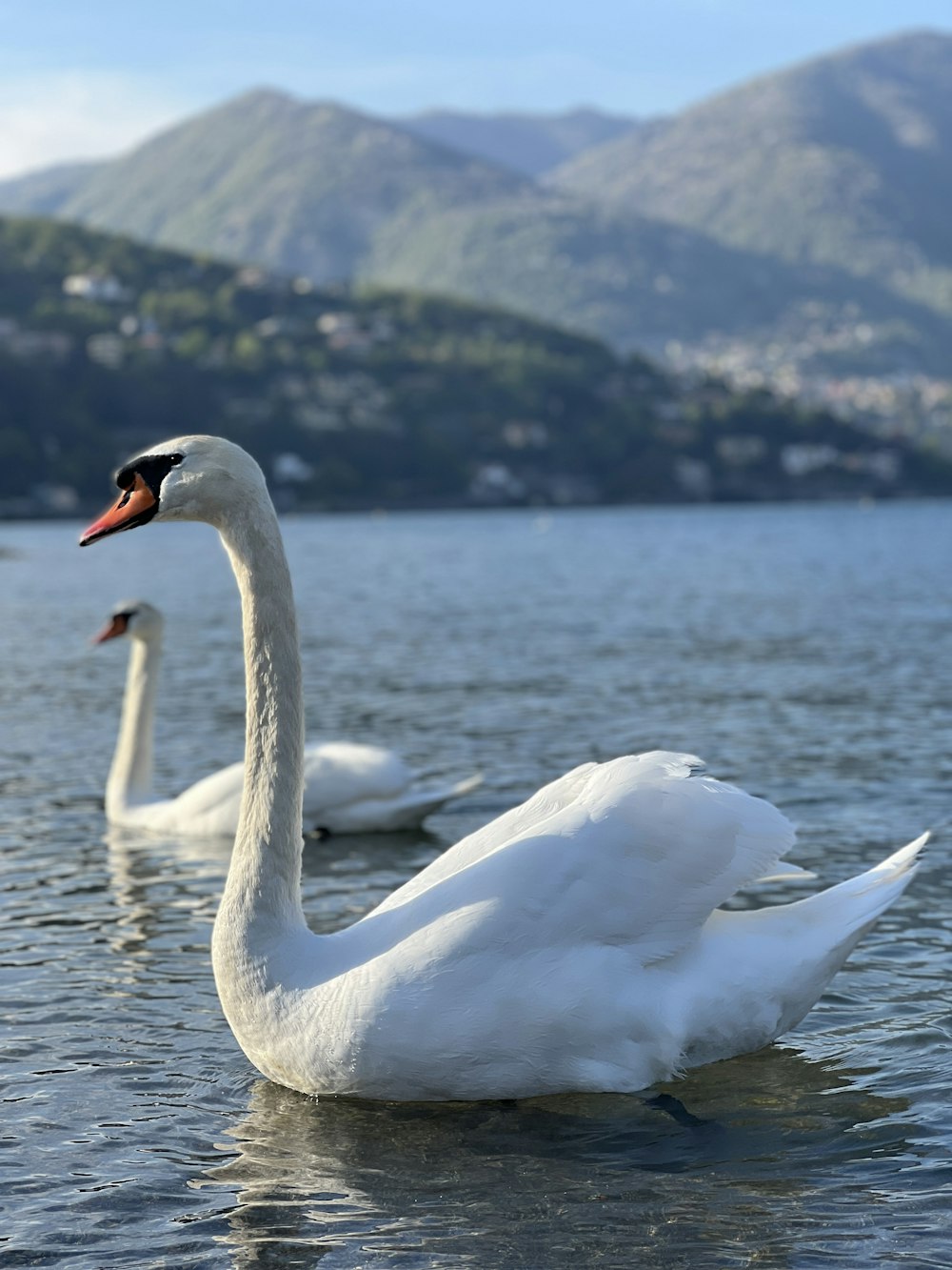a couple of white swans floating on top of a lake