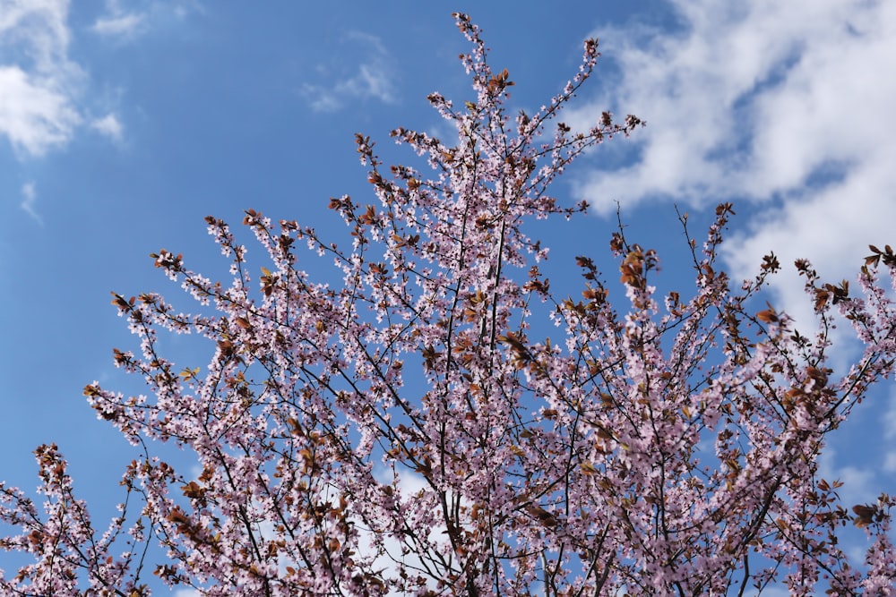 a tree with lots of purple flowers on it