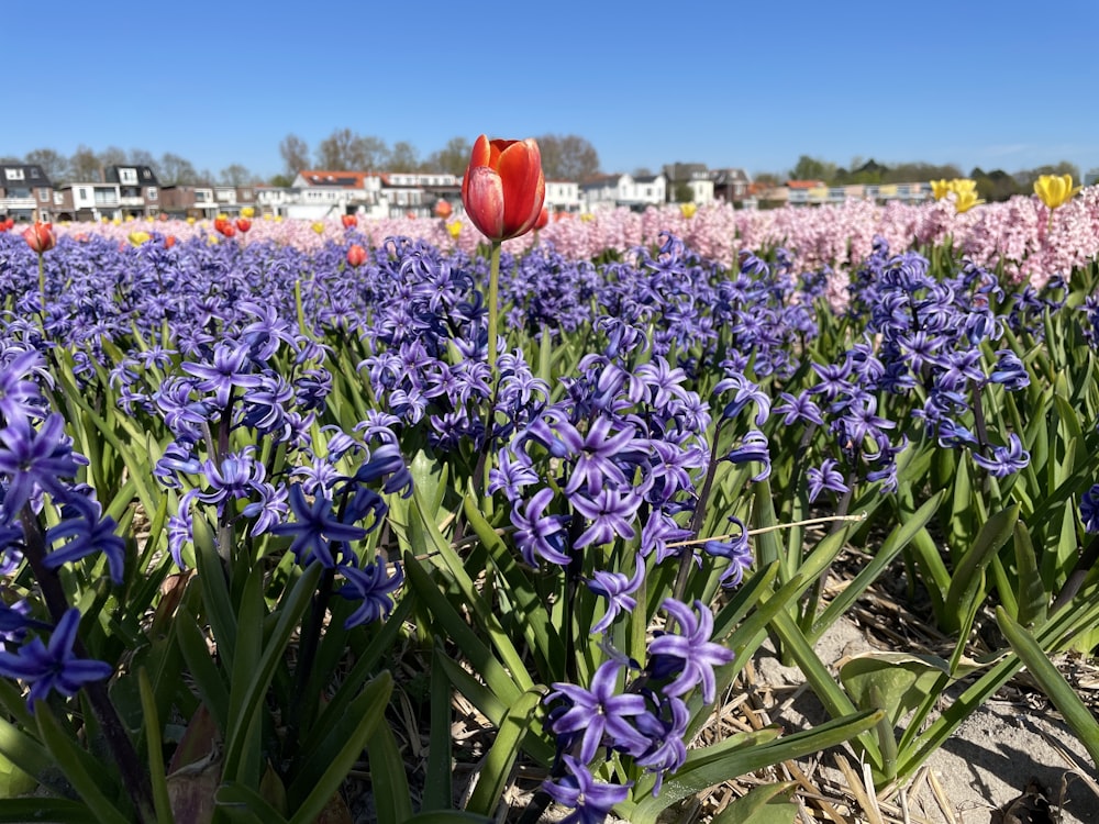 a field full of purple and red flowers