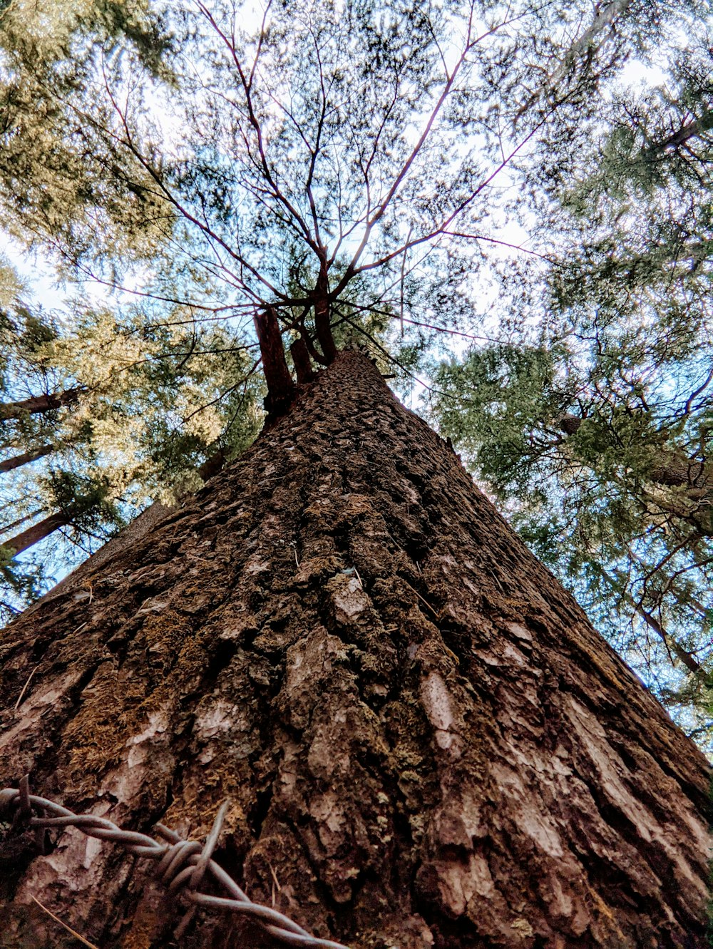 looking up at a tall tree in a forest