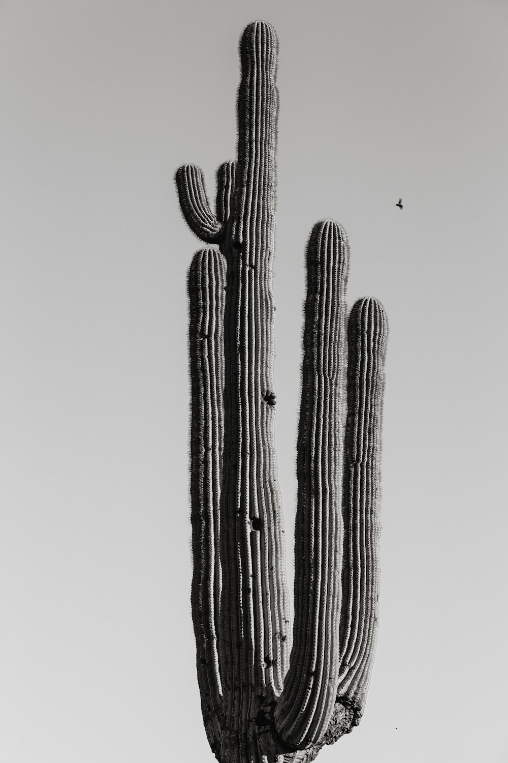 a black and white photo of a large cactus
