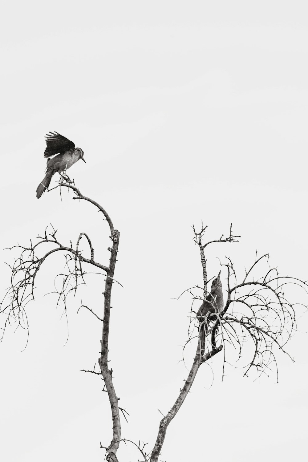 a black and white photo of a bird on a tree branch