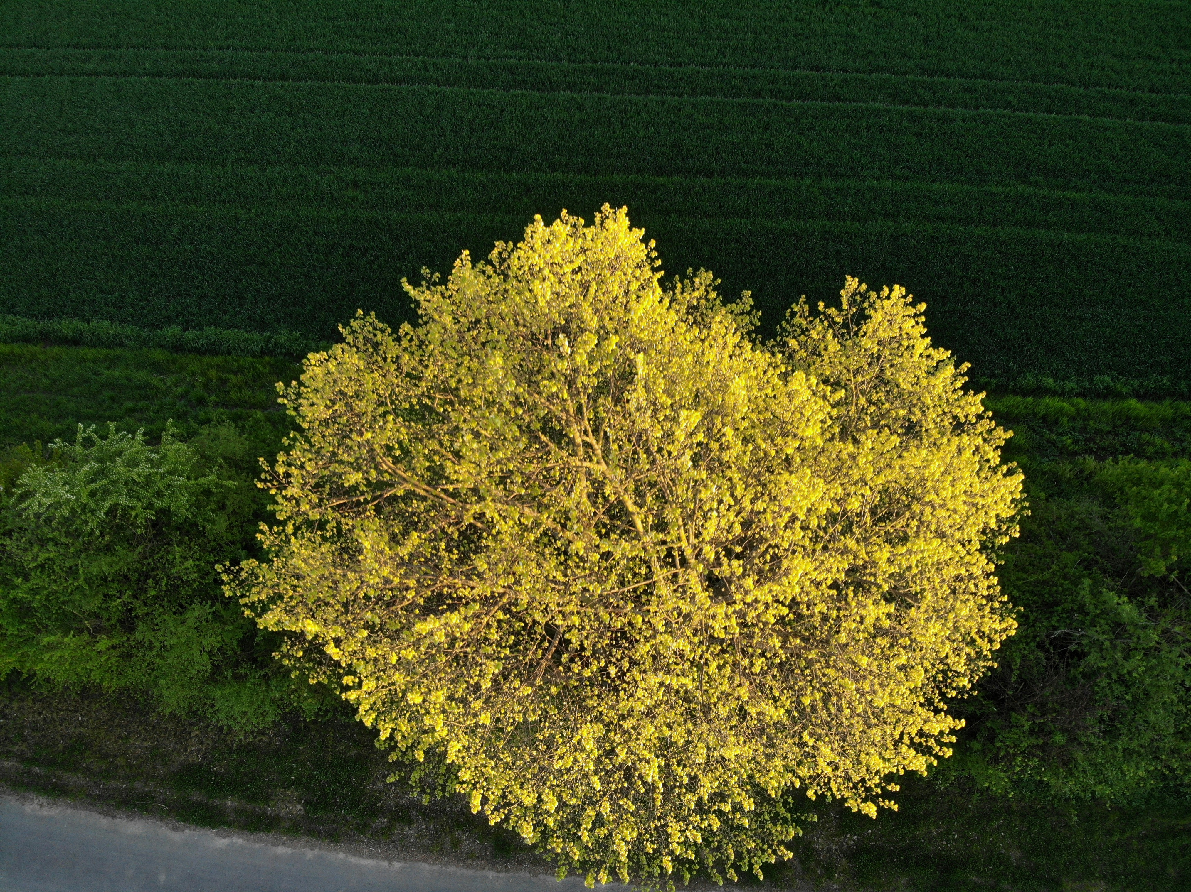 a yellow tree in the middle of a road