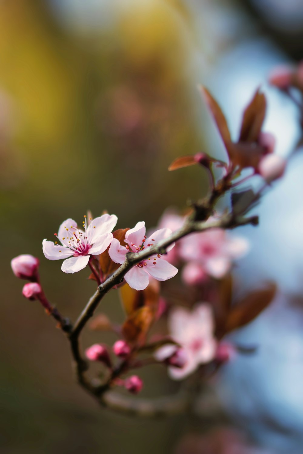 a close up of a flower on a tree branch