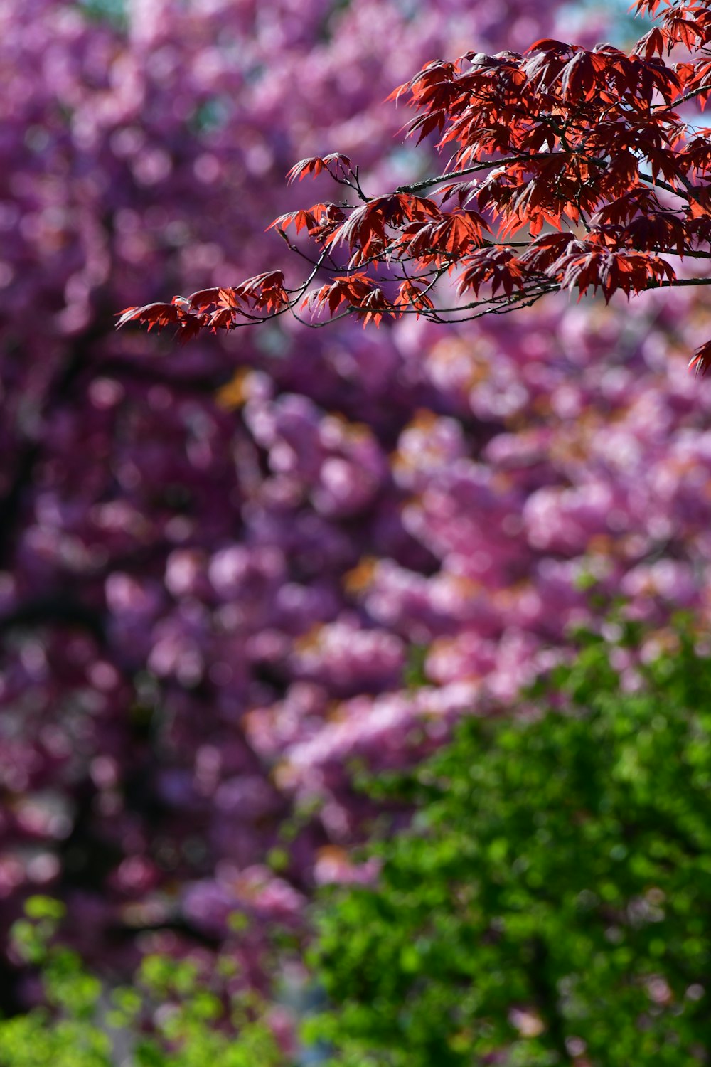 a tree with purple flowers in the background