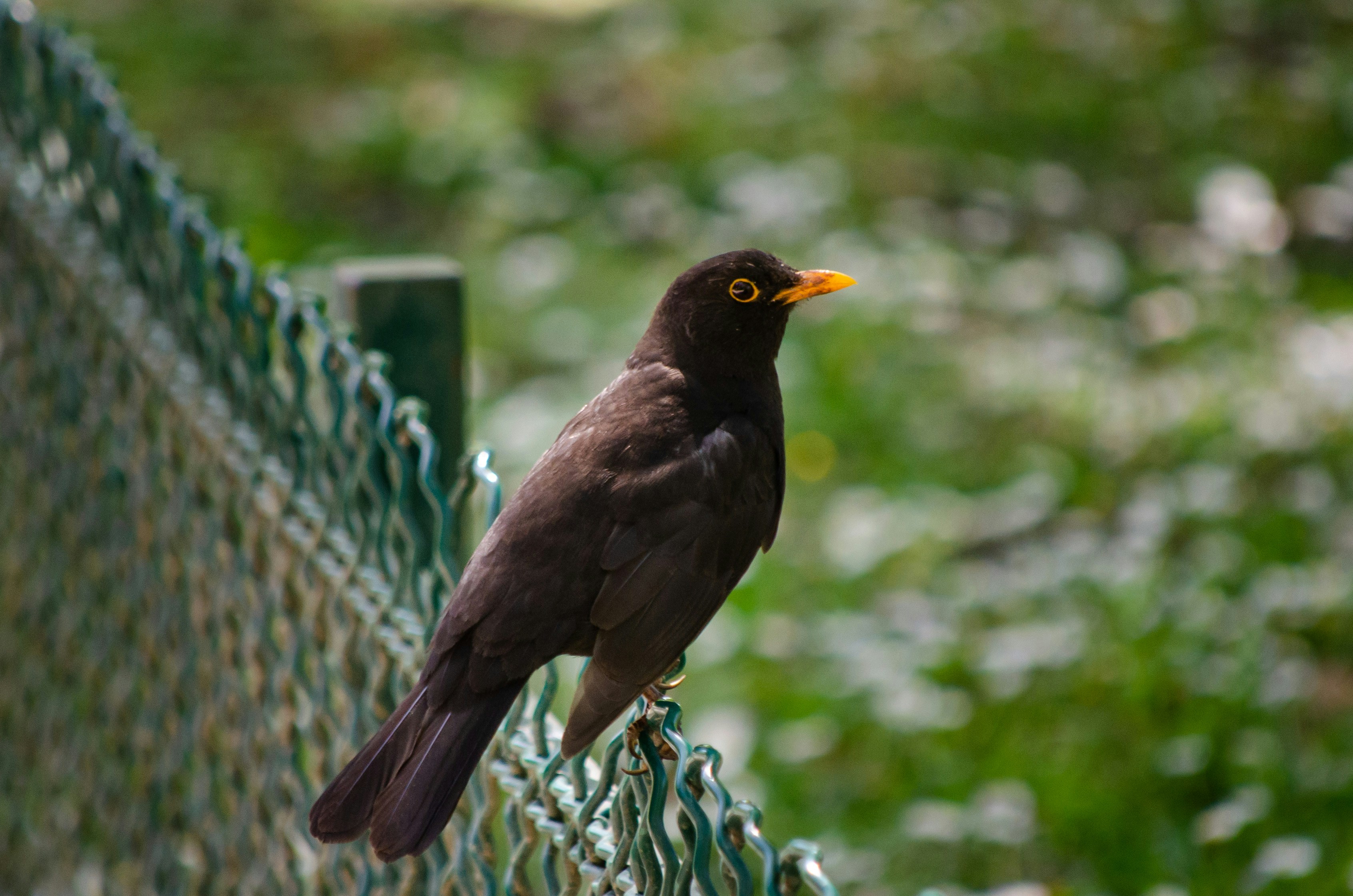 Genetic Adaptations: Evolution in Fast Forward (image credits: unsplash)