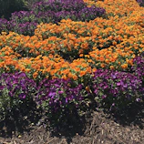Colorful garden beds enhanced with fresh mulch and blooming flowers
