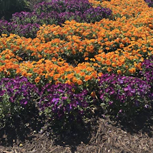 Beautifully designed garden bed with colorful flowers and mulch