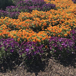 A colorful seasonal flower bed with fresh mulch around healthy plants.