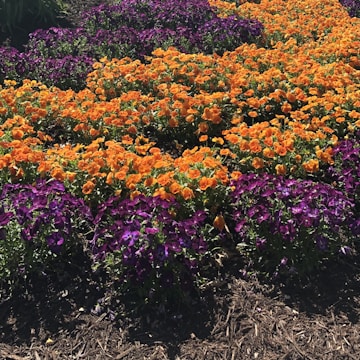 Close-up of vibrant flower beds freshly planted and mulched.