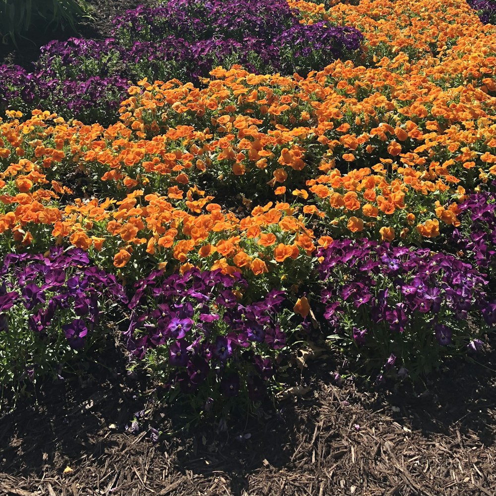 紫とオレンジの花がたくさん咲く庭園