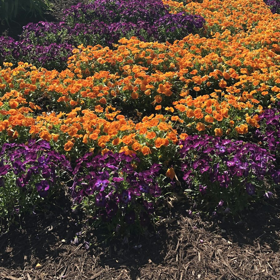 Flower bed with fresh brown mulch and seasonal color