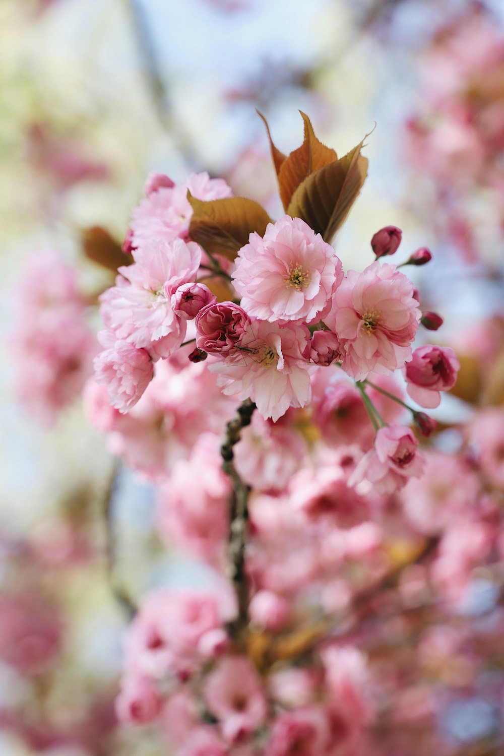 a close up of pink flowers on a tree