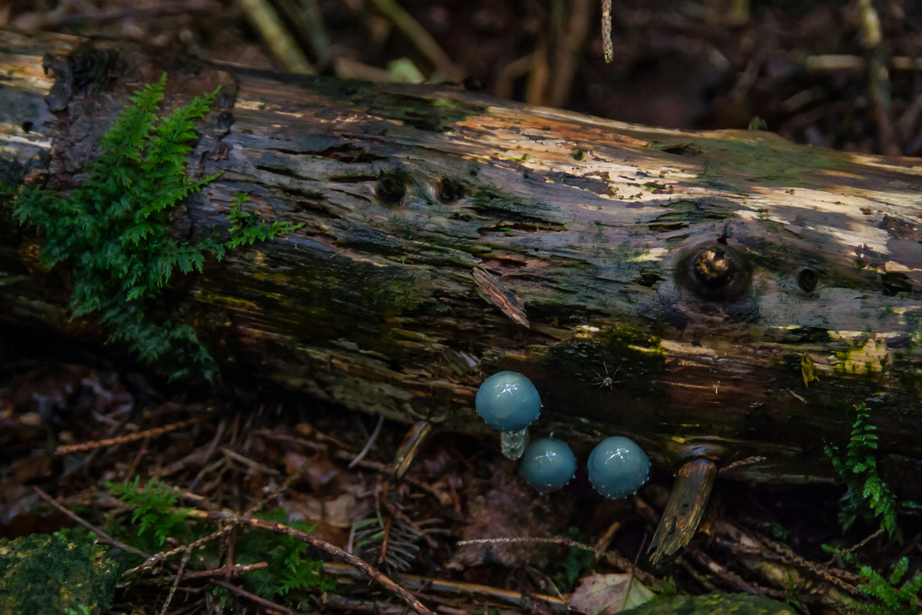 a group of blue mushrooms sitting on top of a forest floor