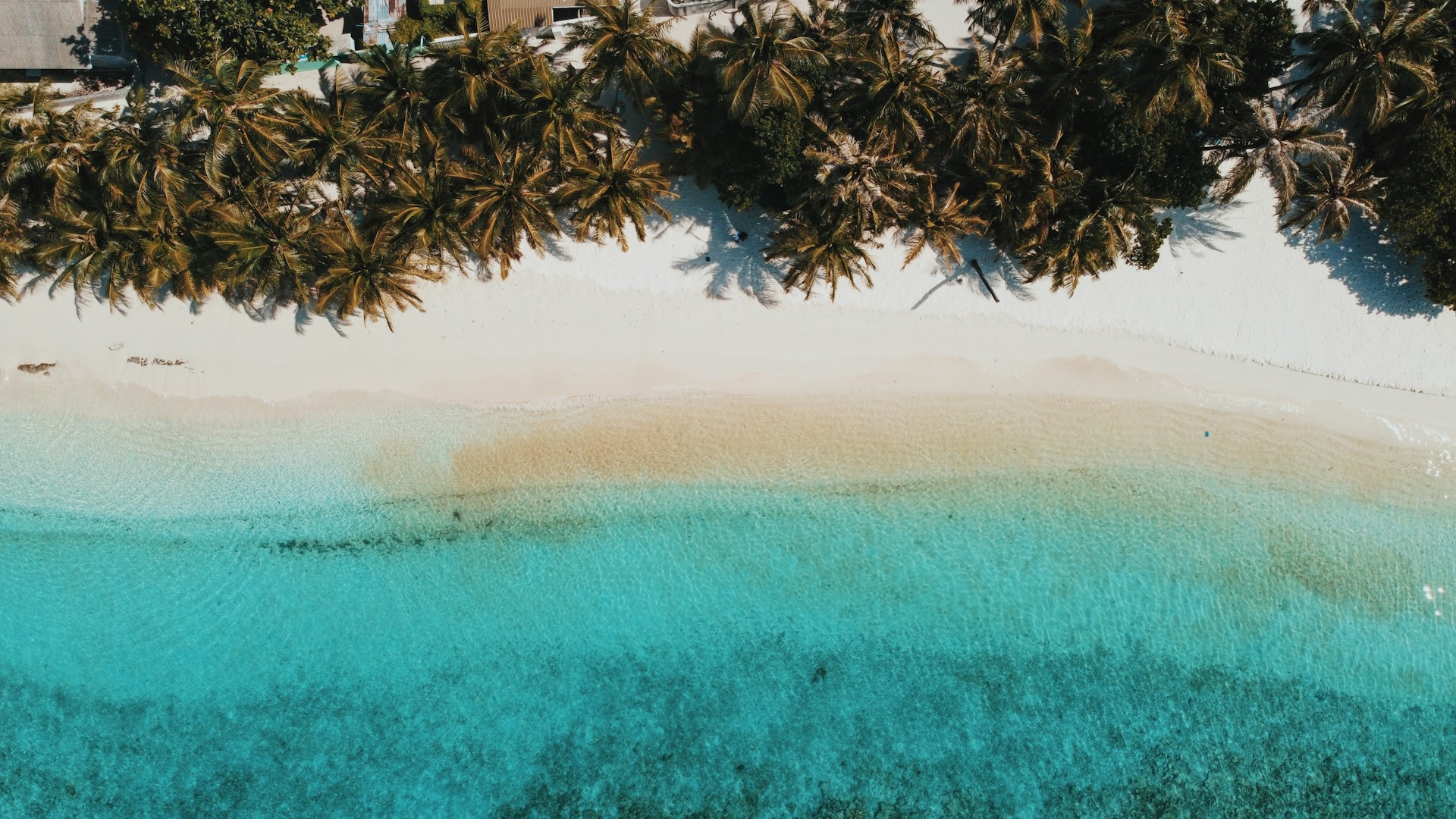 an aerial view of a beach with palm trees