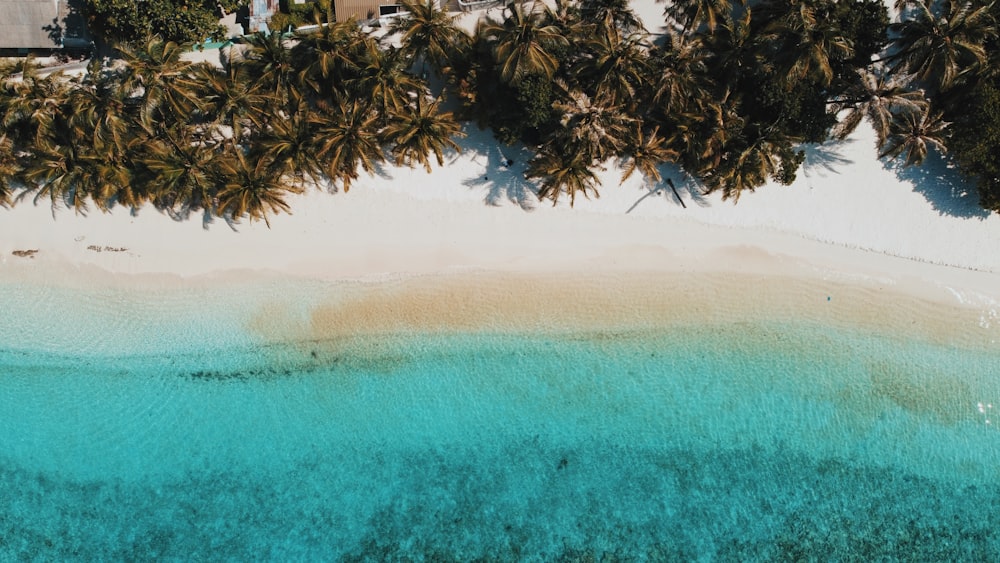 uma vista aérea de uma praia com palmeiras