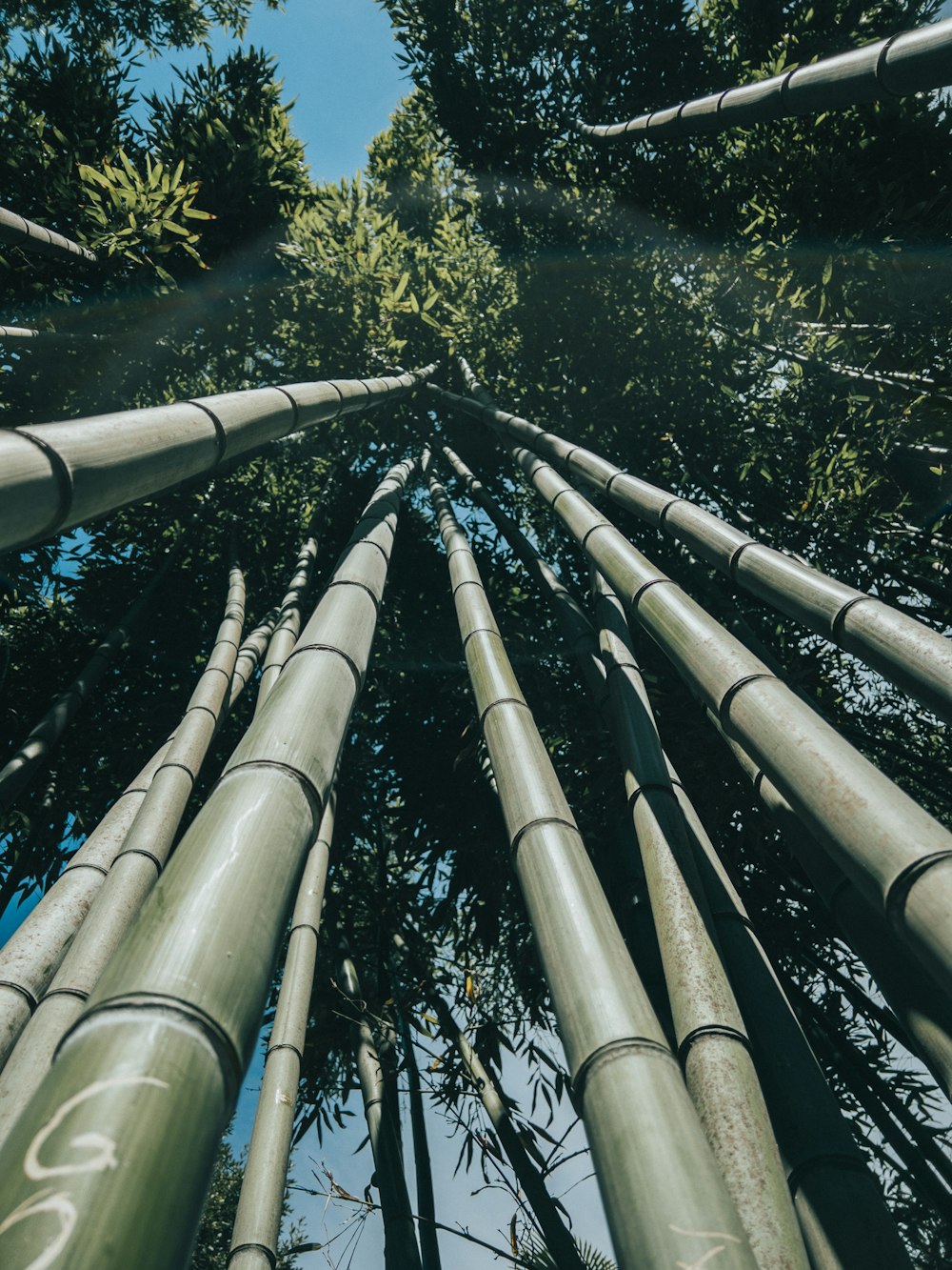 olhando para cima em uma árvore de bambu alta em uma floresta