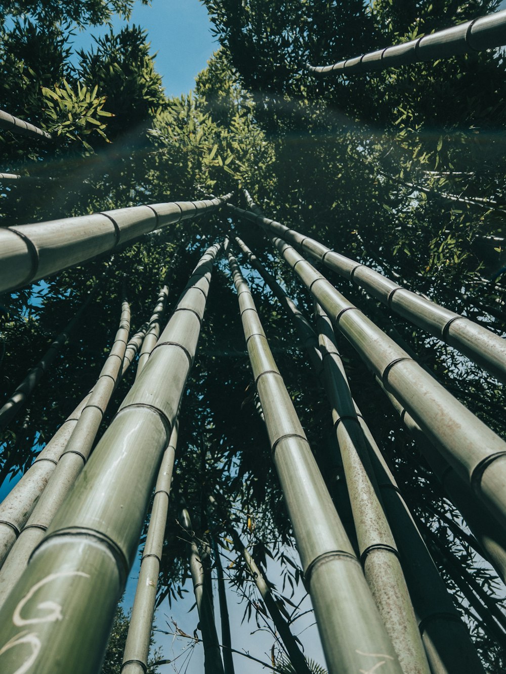 looking up at a tall bamboo tree in a forest
